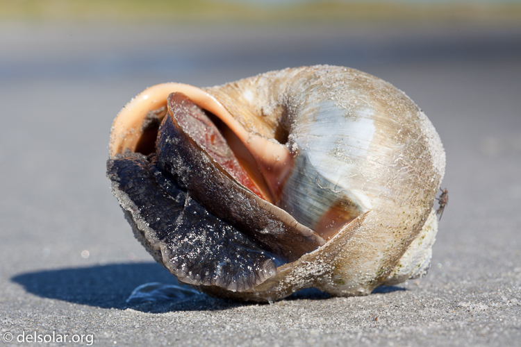 Canon EOS 5D Mark II  --  100 mm  --  EF100mm f/2.8 Macro USM  