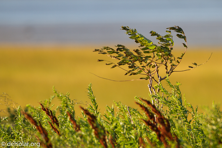 Canon EOS 7D  --  500 mm  --  EF500mm f/4L IS USM  