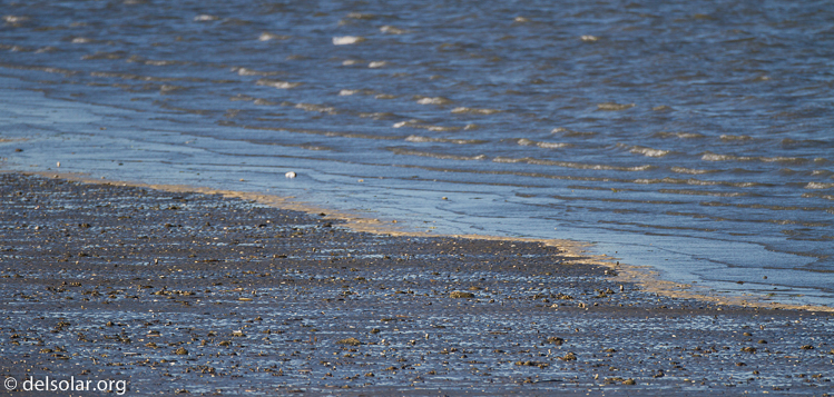 Canon EOS 7D  --  500 mm  --  EF500mm f/4L IS USM  