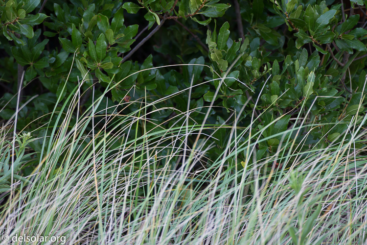 Canon EOS 7D  --  500 mm  --  EF500mm f/4L IS USM  