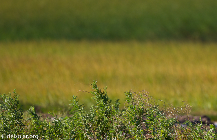 Canon EOS 7D  --  500 mm  --  EF500mm f/4L IS USM  