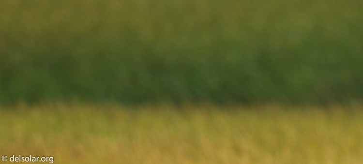 Canon EOS 7D  --  500 mm  --  EF500mm f/4L IS USM  