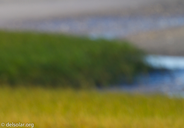 Canon EOS 7D  --  500 mm  --  EF500mm f/4L IS USM  