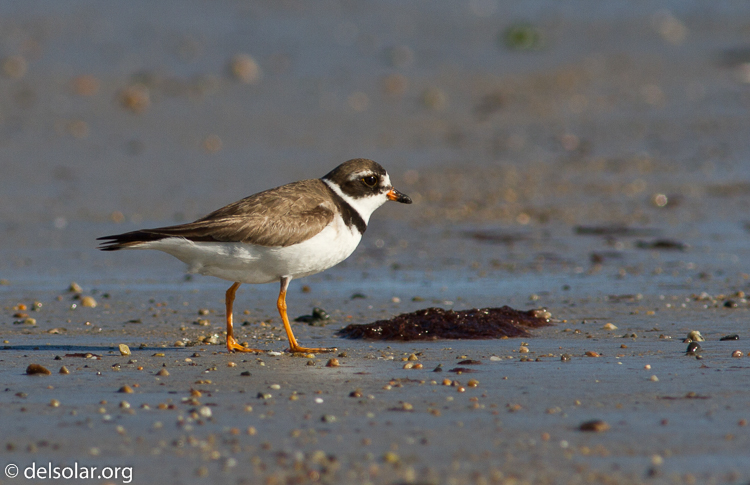 Canon EOS 7D  --  400 mm  --  EF400mm f/5.6L USM  