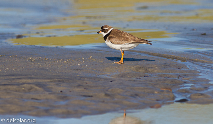 Canon EOS 7D  --  400 mm  --  EF400mm f/5.6L USM  