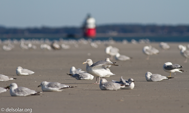 Canon EOS 7D  --  400 mm  --  EF400mm f/5.6L USM  