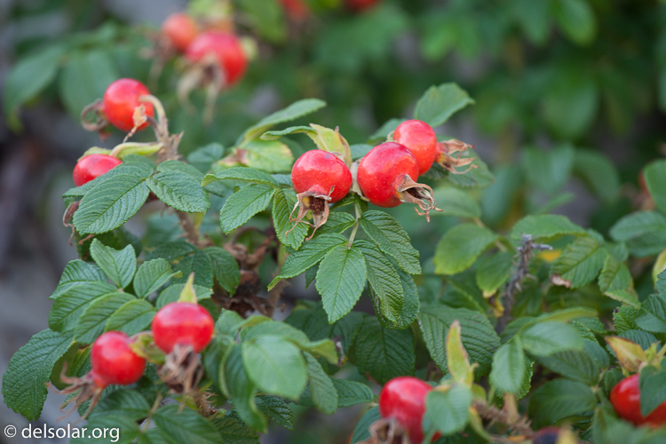 Canon EOS 5D Mark II  --  154 mm  --  EF70-200mm f/4L USM  