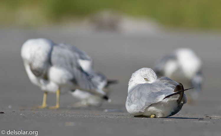 Canon EOS 7D  --  400 mm  --  EF400mm f/5.6L USM  