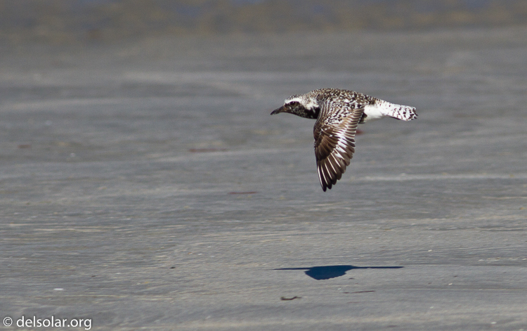 Canon EOS 7D  --  400 mm  --  EF400mm f/5.6L USM  