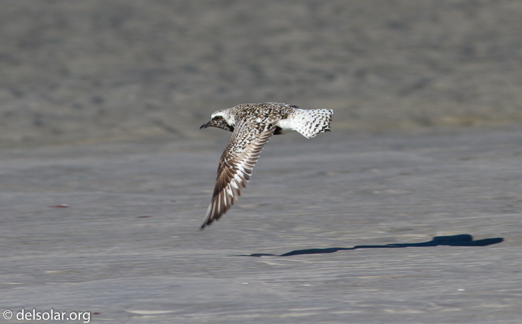 Canon EOS 7D  --  400 mm  --  EF400mm f/5.6L USM  