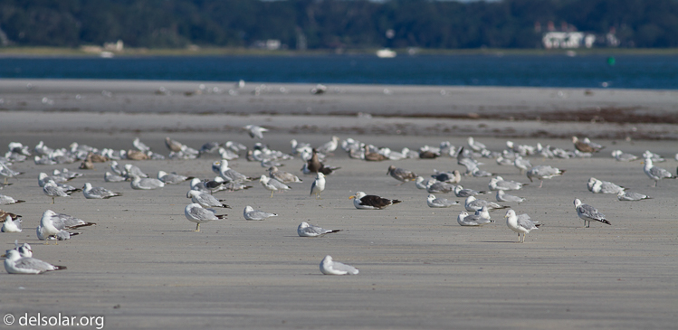 Canon EOS 7D  --  400 mm  --  EF400mm f/5.6L USM  