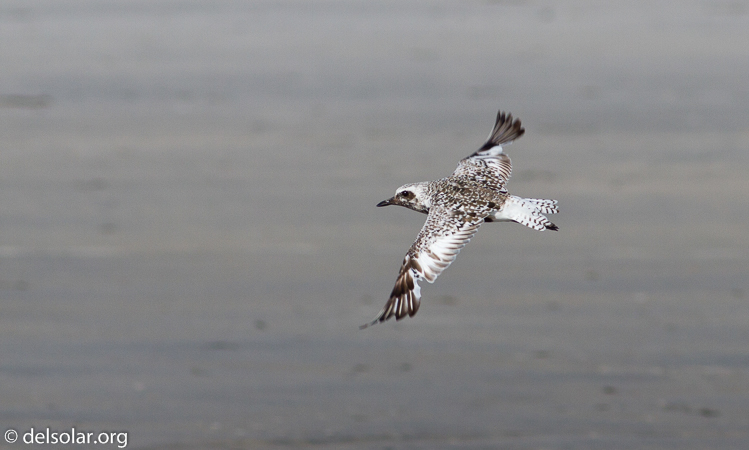 Canon EOS 7D  --  400 mm  --  EF400mm f/5.6L USM  