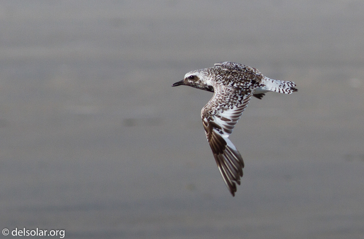 Canon EOS 7D  --  400 mm  --  EF400mm f/5.6L USM  