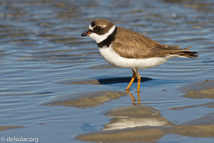 Canon EOS 7D  --  400 mm  --  EF400mm f/5.6L USM  