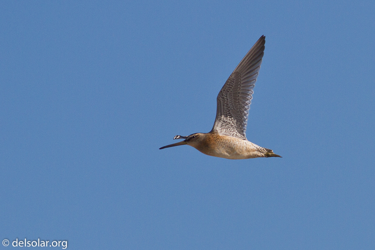 Canon EOS 7D  --  400 mm  --  EF400mm f/5.6L USM  