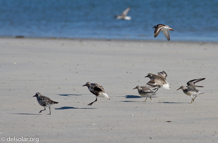 Canon EOS 7D  --  400 mm  --  EF400mm f/5.6L USM  