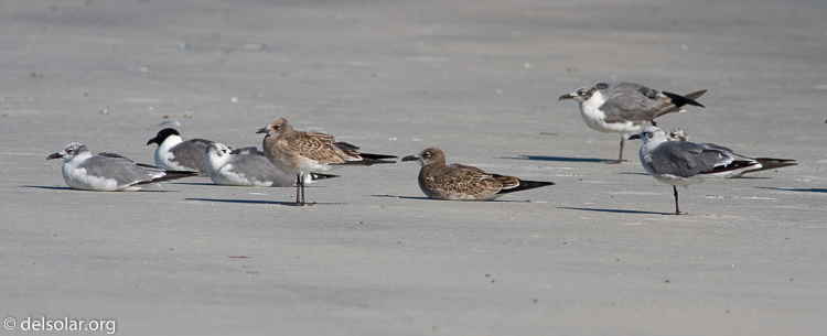 Canon EOS 7D  --  400 mm  --  EF400mm f/5.6L USM  