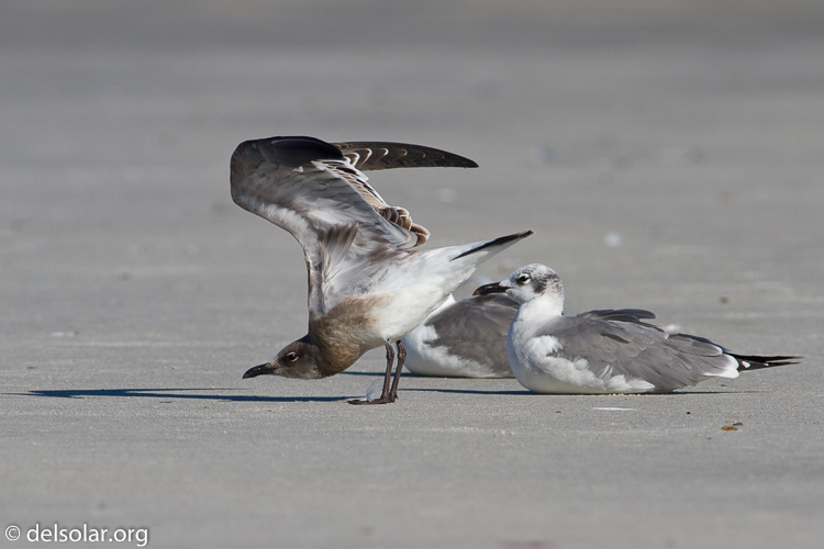 Canon EOS 7D  --  400 mm  --  EF400mm f/5.6L USM  