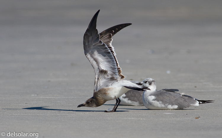 Canon EOS 7D  --  400 mm  --  EF400mm f/5.6L USM  