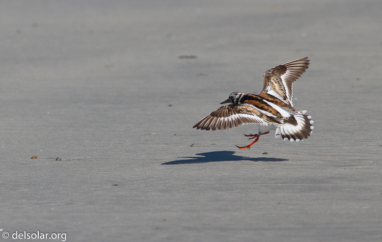 Canon EOS 7D  --  400 mm  --  EF400mm f/5.6L USM  