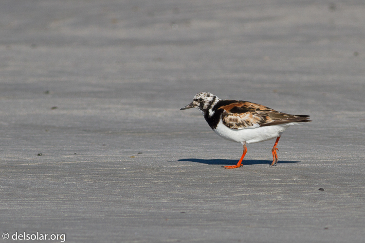 Canon EOS 7D  --  400 mm  --  EF400mm f/5.6L USM  