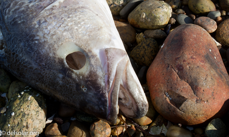 Canon EOS 5D Mark II  --  98 mm  --  EF70-200mm f/4L USM  