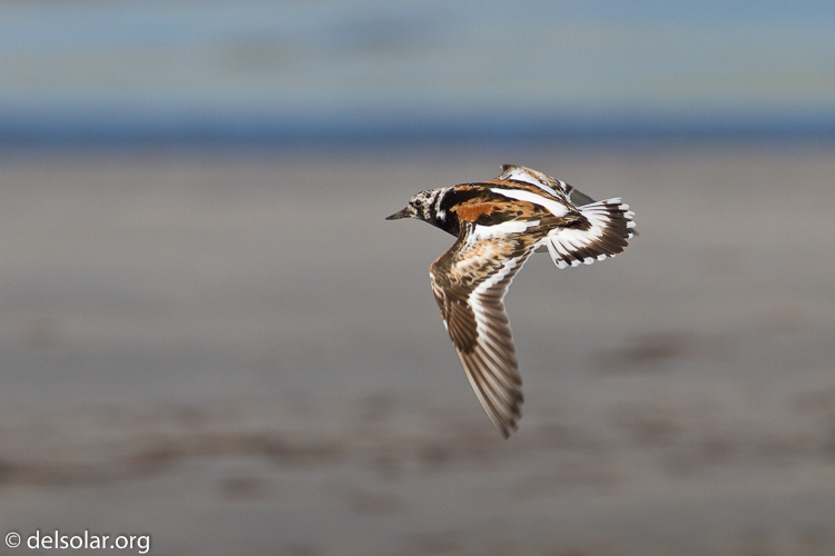 Canon EOS 7D  --  400 mm  --  EF400mm f/5.6L USM  