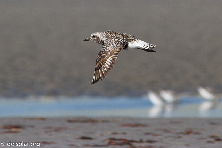 Canon EOS 7D  --  400 mm  --  EF400mm f/5.6L USM  