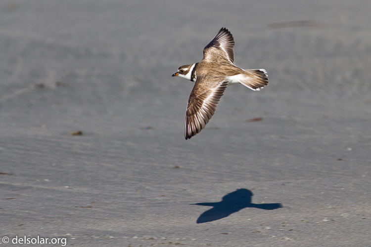 Canon EOS 7D  --  400 mm  --  EF400mm f/5.6L USM  