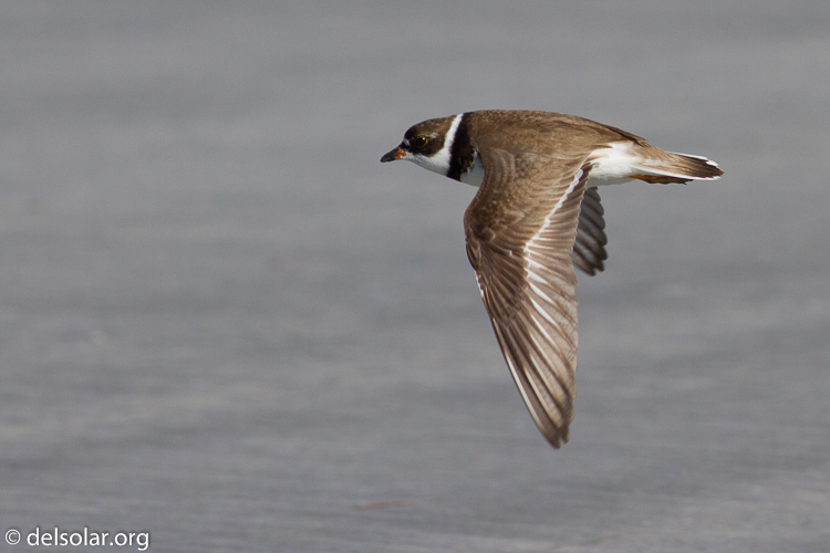 Canon EOS 7D  --  400 mm  --  EF400mm f/5.6L USM  