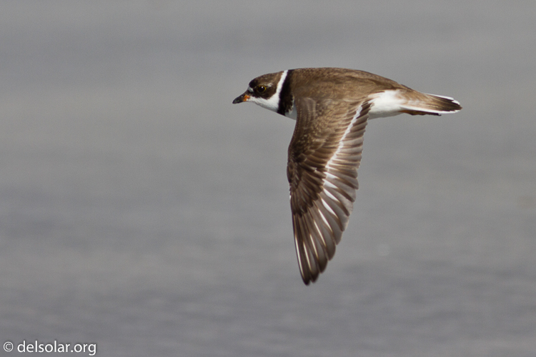 Canon EOS 7D  --  400 mm  --  EF400mm f/5.6L USM  