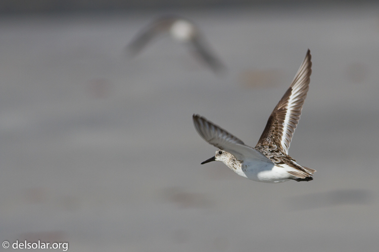 Canon EOS 7D  --  400 mm  --  EF400mm f/5.6L USM  