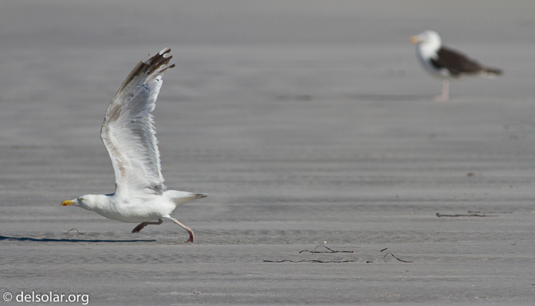 Canon EOS 7D  --  400 mm  --  EF400mm f/5.6L USM  