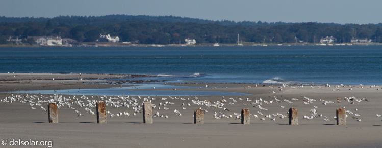 Canon EOS 7D  --  400 mm  --  EF400mm f/5.6L USM  