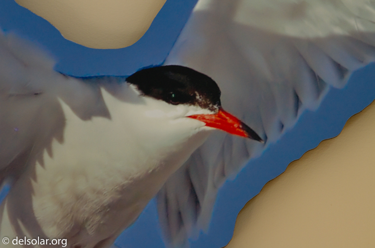 Canon EOS 7D  --  400 mm  --  EF400mm f/5.6L USM  