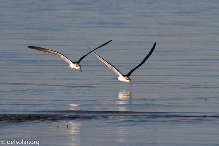 Canon EOS 7D  --  400 mm  --  EF400mm f/5.6L USM  