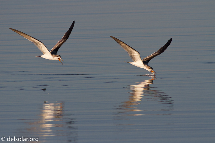 Canon EOS 7D  --  400 mm  --  EF400mm f/5.6L USM  