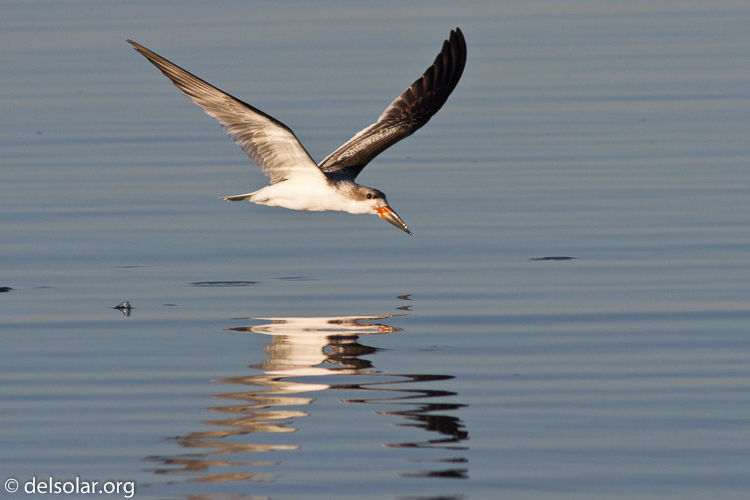 Canon EOS 7D  --  400 mm  --  EF400mm f/5.6L USM  