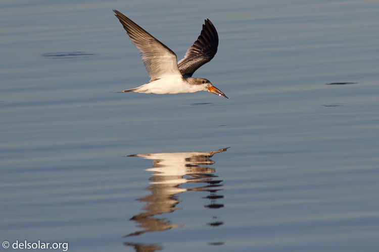 Canon EOS 7D  --  400 mm  --  EF400mm f/5.6L USM  