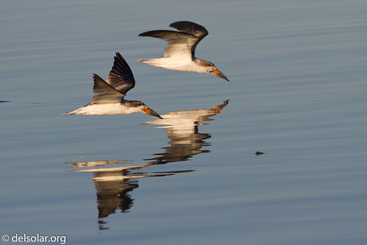 Canon EOS 7D  --  400 mm  --  EF400mm f/5.6L USM  