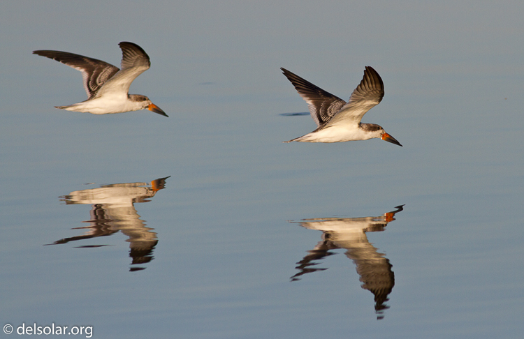 Canon EOS 7D  --  400 mm  --  EF400mm f/5.6L USM  