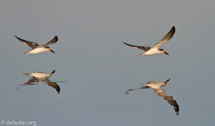 Canon EOS 7D  --  400 mm  --  EF400mm f/5.6L USM  