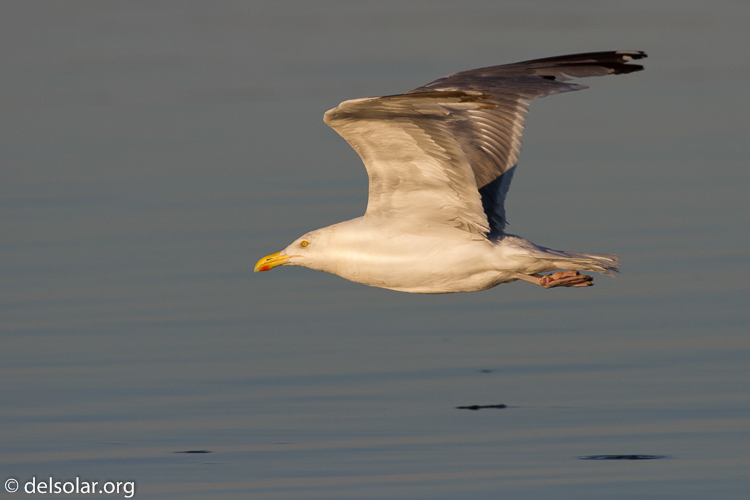 Canon EOS 7D  --  400 mm  --  EF400mm f/5.6L USM  