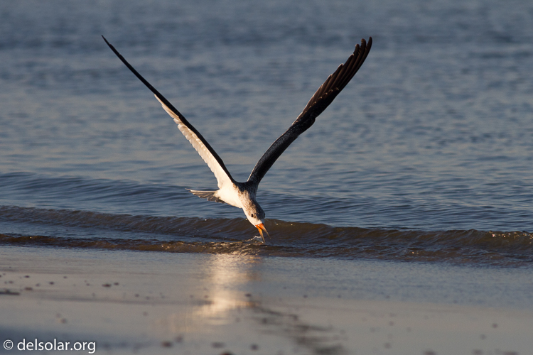 Canon EOS 7D  --  400 mm  --  EF400mm f/5.6L USM  