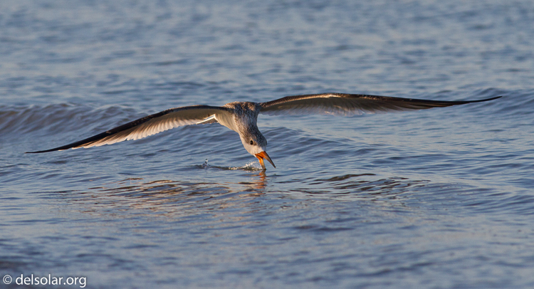 Canon EOS 7D  --  400 mm  --  EF400mm f/5.6L USM  