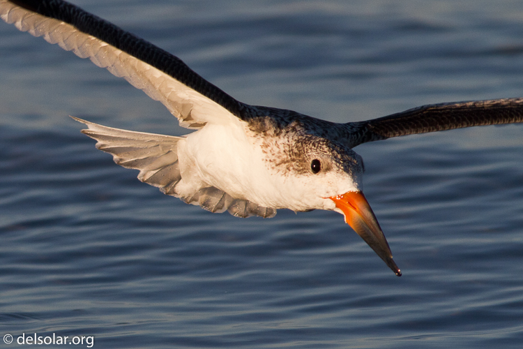 Canon EOS 7D  --  400 mm  --  EF400mm f/5.6L USM  