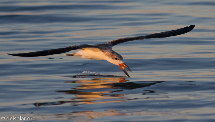 Canon EOS 7D  --  400 mm  --  EF400mm f/5.6L USM  