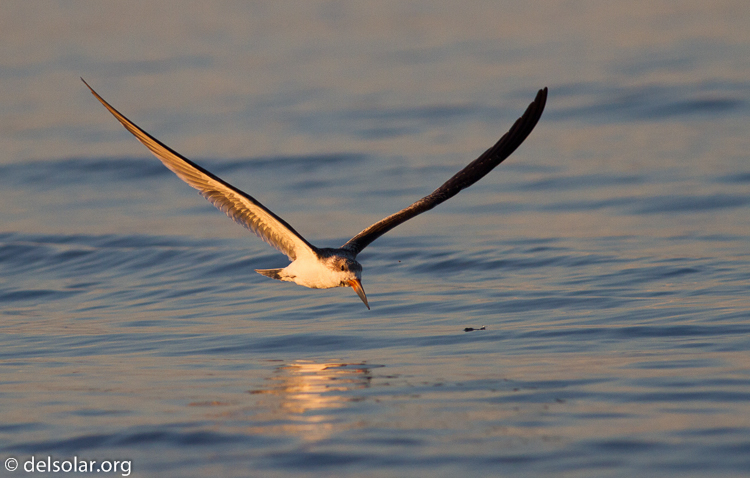 Canon EOS 7D  --  400 mm  --  EF400mm f/5.6L USM  