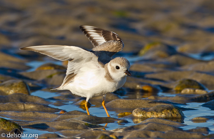 Canon EOS 7D  --  500 mm  --  EF500mm f/4L IS USM  