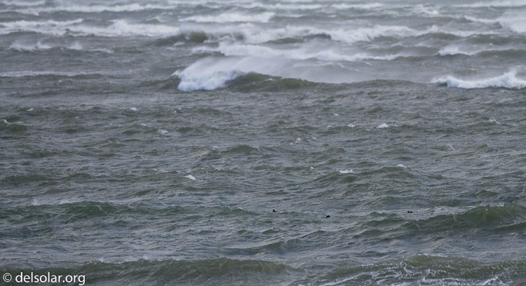 Canon EOS 7D  --  500 mm  --  EF500mm f/4L IS USM  